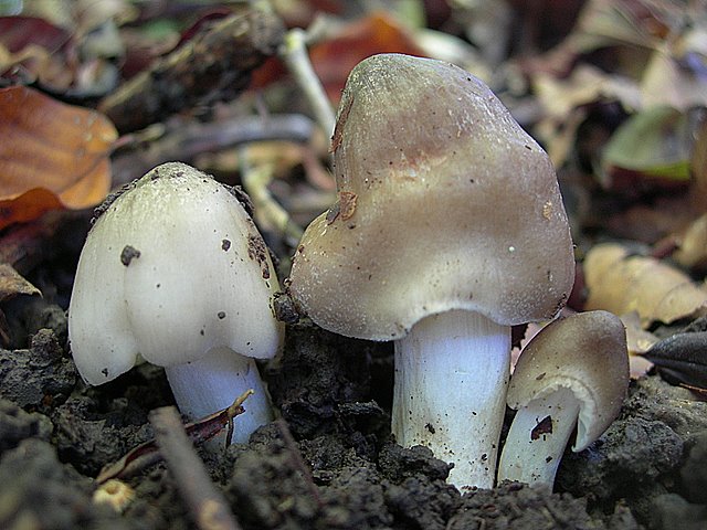 Hygrocybe  fornicata  (Fr.)   Singer